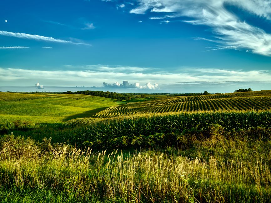 Stunning summer landscape of cornfields under a bright blue sky in Onslow, Iowa.