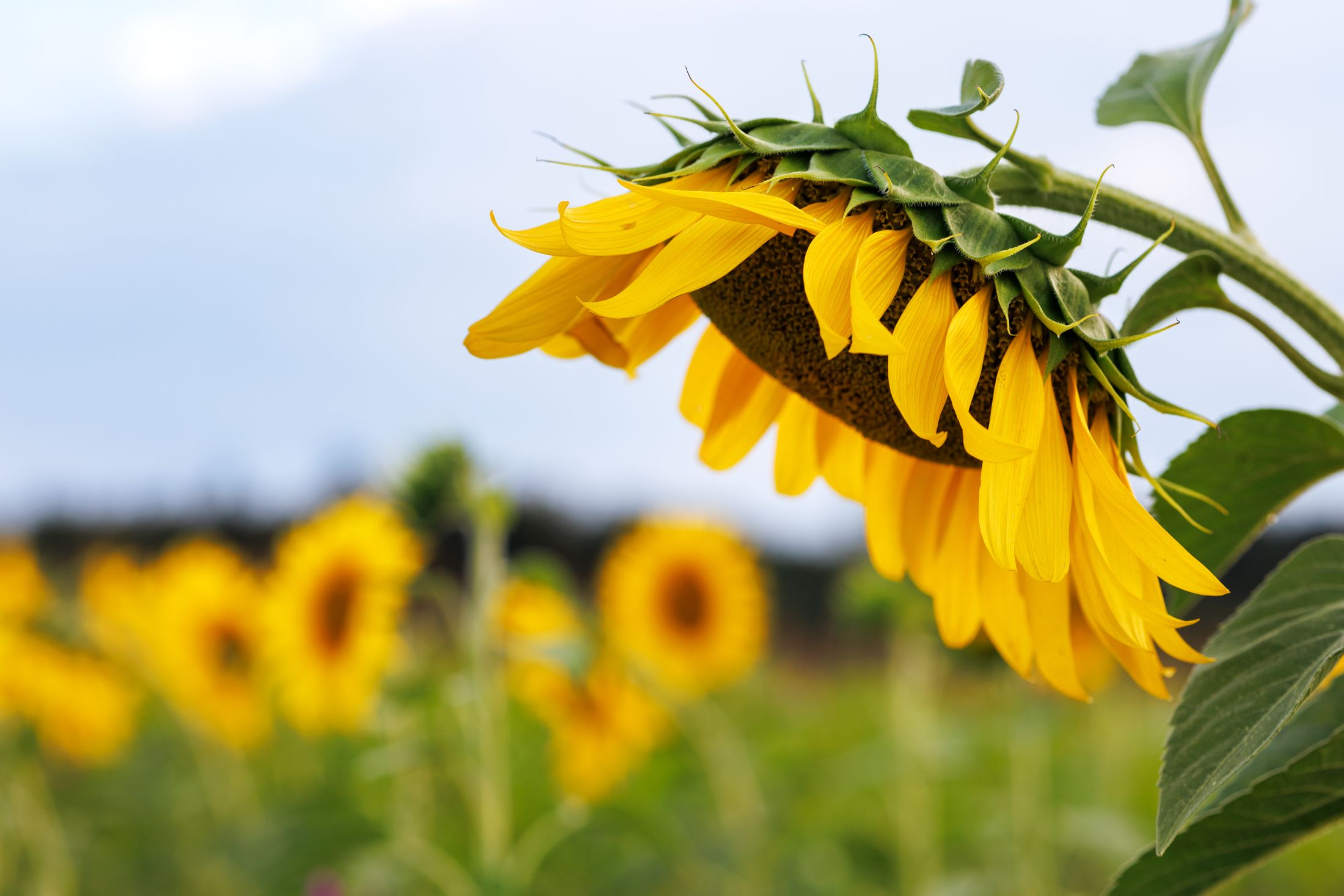 Kansas state flower, a sunflower in a field