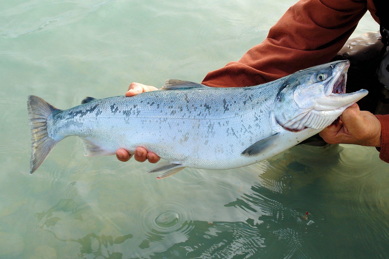 Sockeye, salmon, kenai, fish, wild, red, nature, river, wildlife, water, fishing, alaska, silver salmon, alaskan, outdoor, kenai river, salmon, salmon, salmon, salmon, salmon