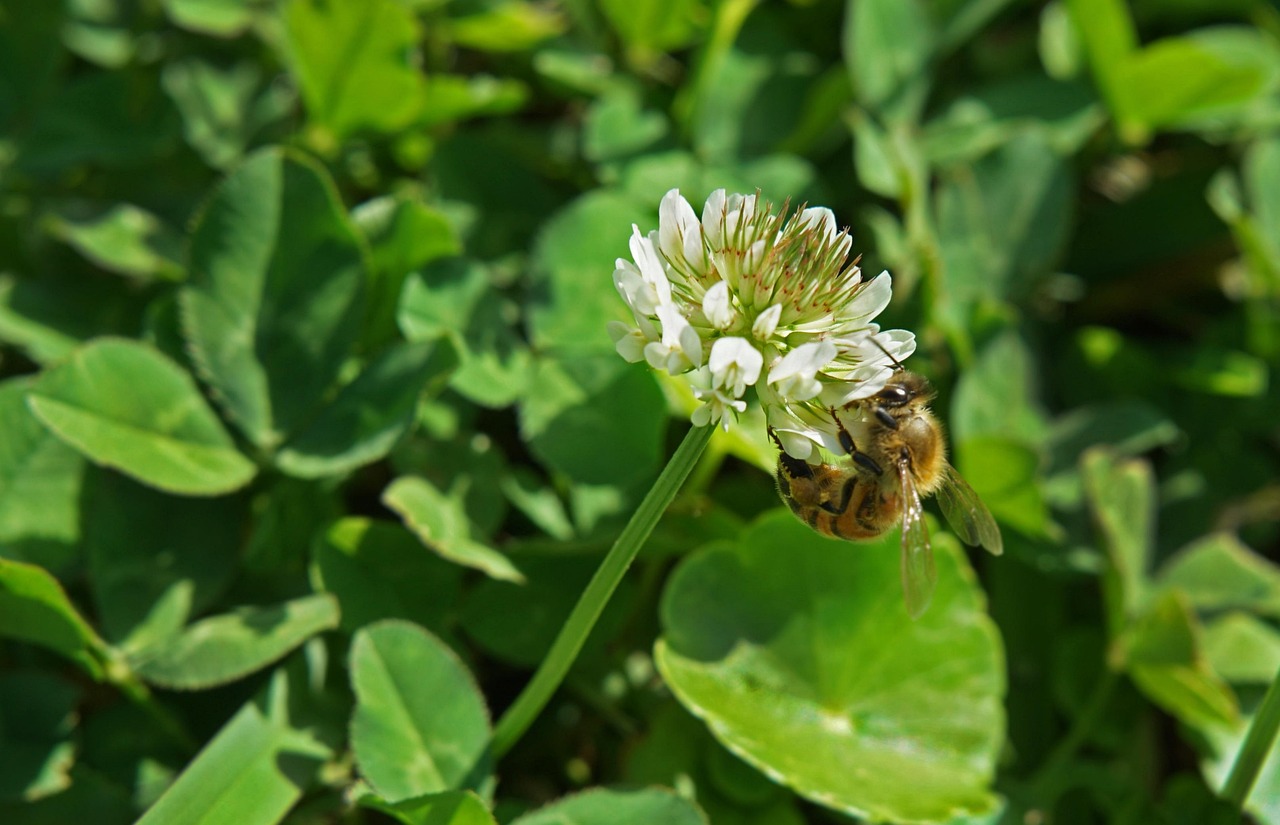 Nature, flower wallpaper, flora, leaf, flower, summer, grass, outdoors, field, environment, freshness, hayfield, closeup, garden, herb, growth, season, food, agriculture, little, fair weather, flower