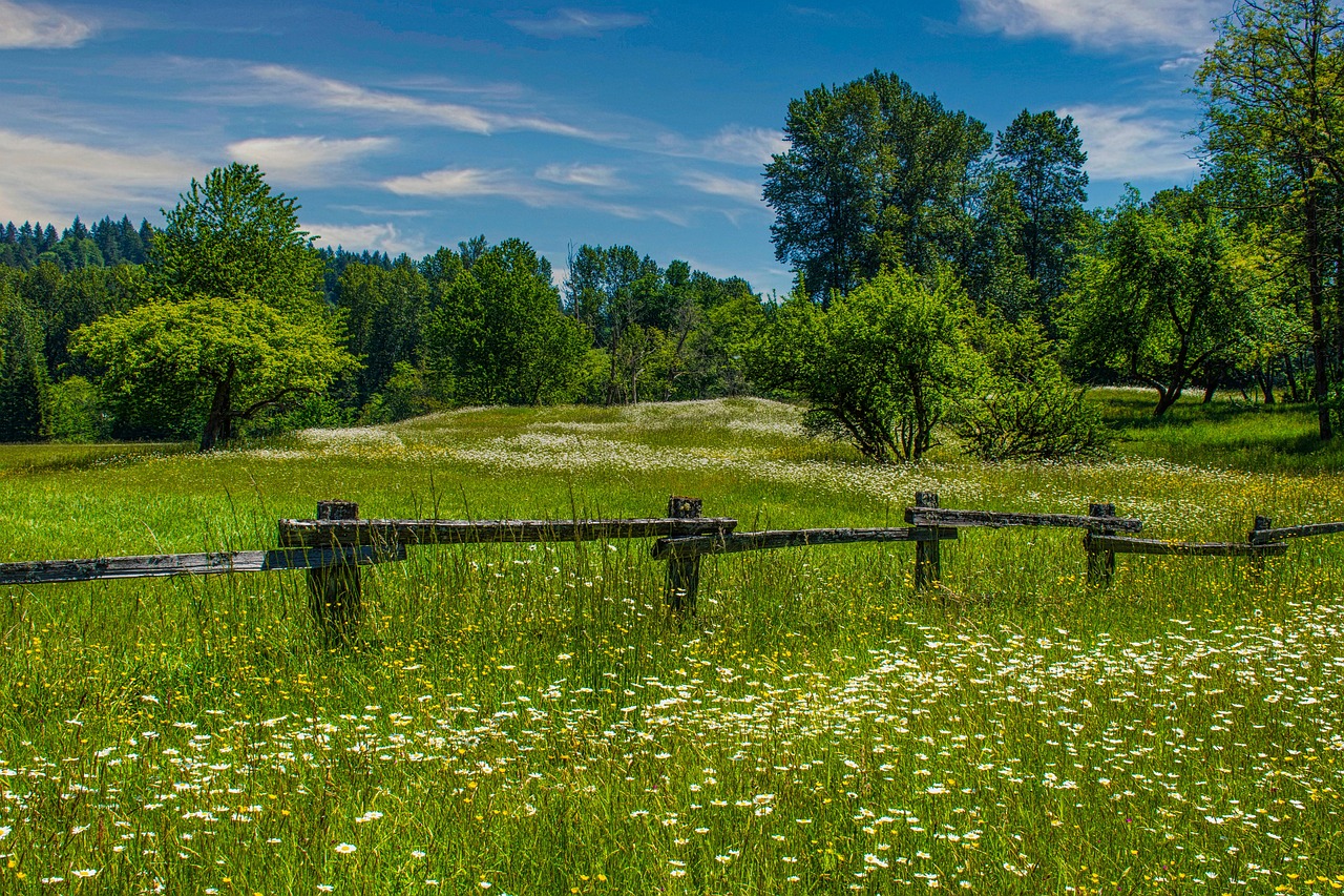 Daisies, buttercups, washington state park, nature, rural, landscape, meadow, trees
