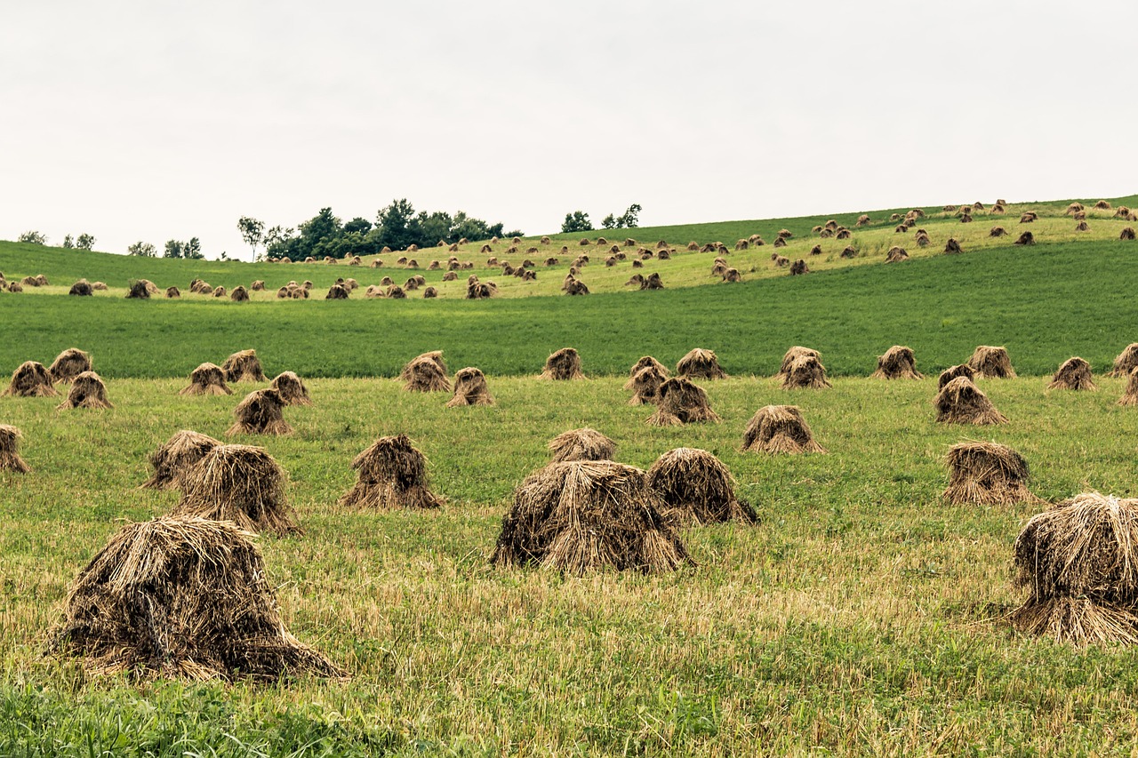 Amish, field, farm, rural, landscape, ohio, outdoors, shocks, amish, amish, amish, amish, amish
