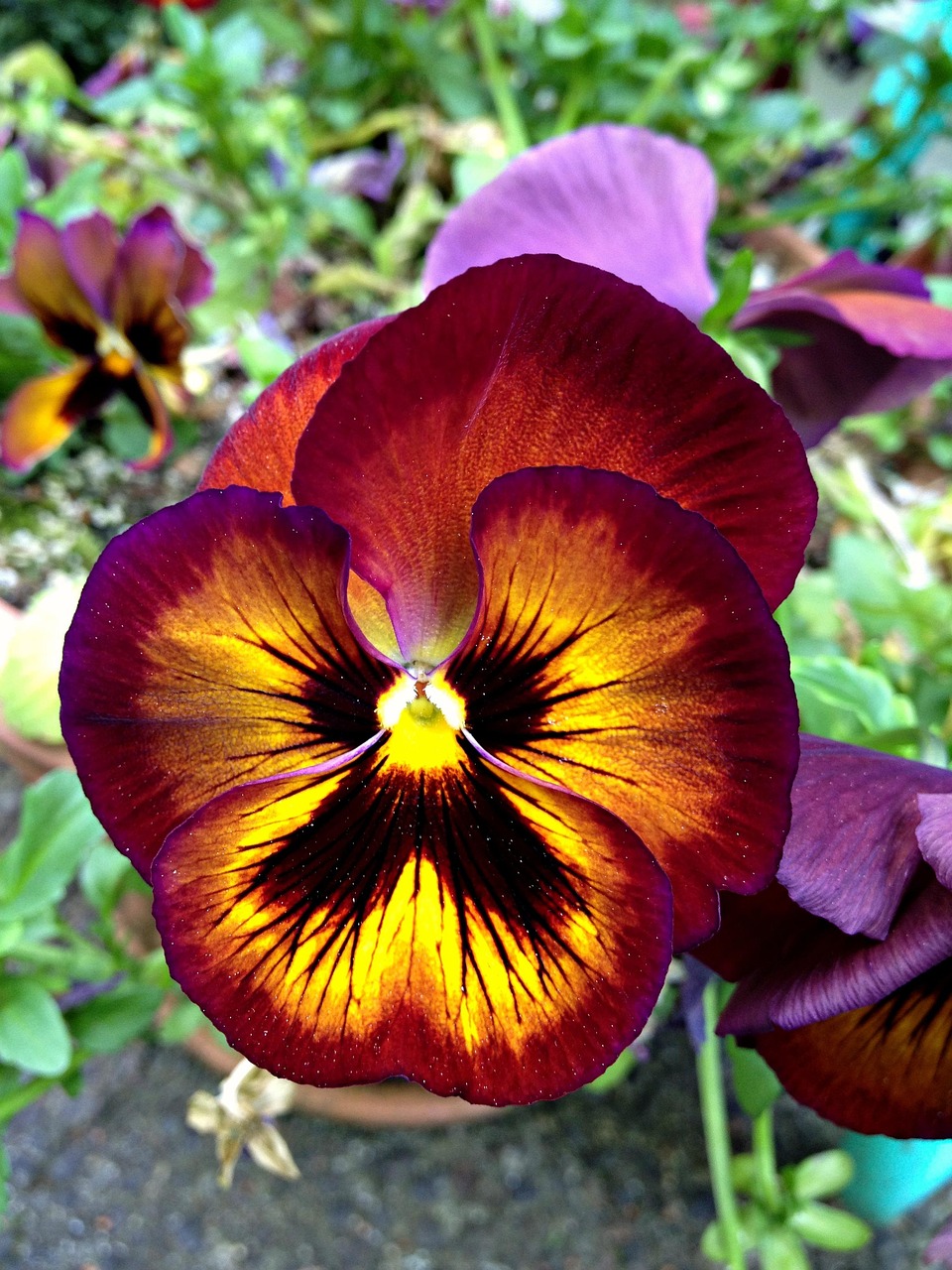 Pansy, wildflower, flower background, flower, flower wallpaper, beautiful flowers, floral, nature, plant, natural, blossom, bloom, petal, botanical, organic, stem, botany, herb, agriculture, outdoors,