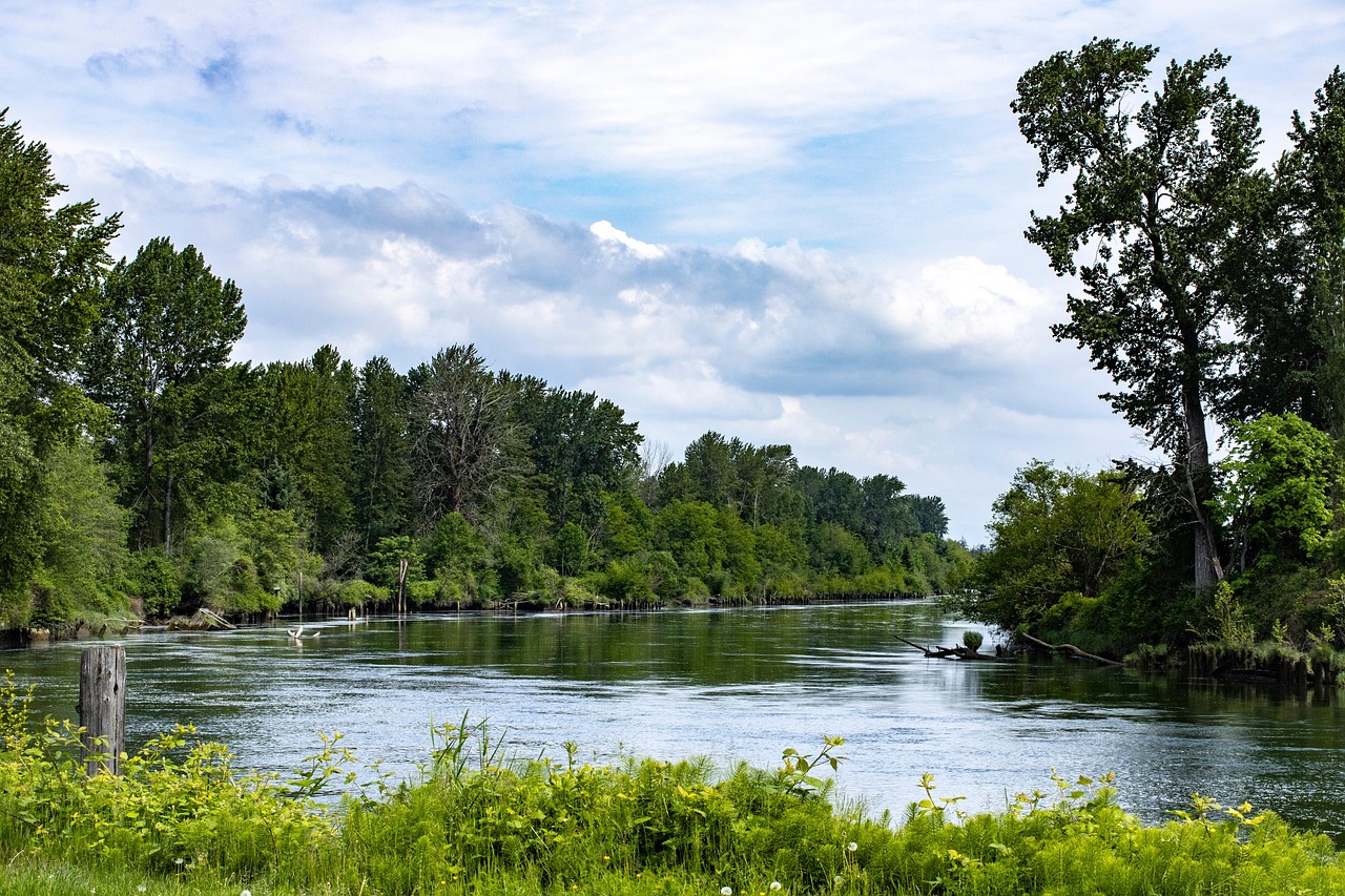 River, trees, bushes, riverscape, nature, water, landscape, snohomish river, clouds, washington state