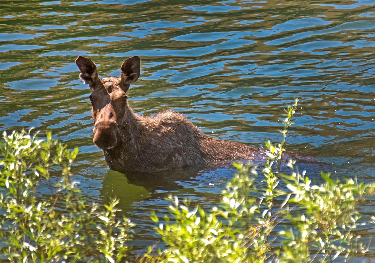 Moose, cow moose, river, wildlife, landscape, idaho, nature, moose, moose, moose, moose, moose, idaho, idaho, idaho