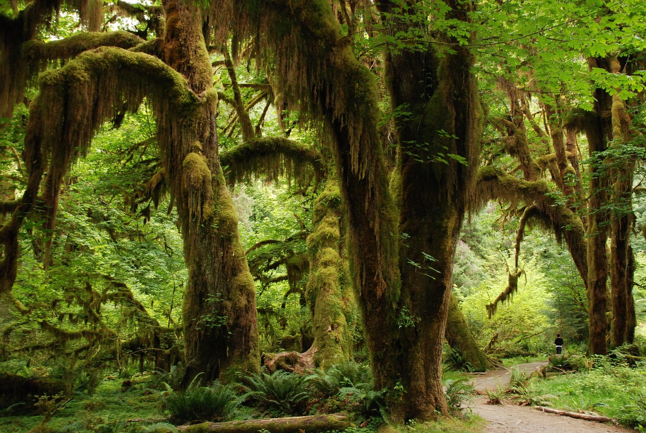 Nature, landscape, green, forest, trees, rainforest, moss, america, washington state, rainforest, rainforest, rainforest, rainforest, rainforest
