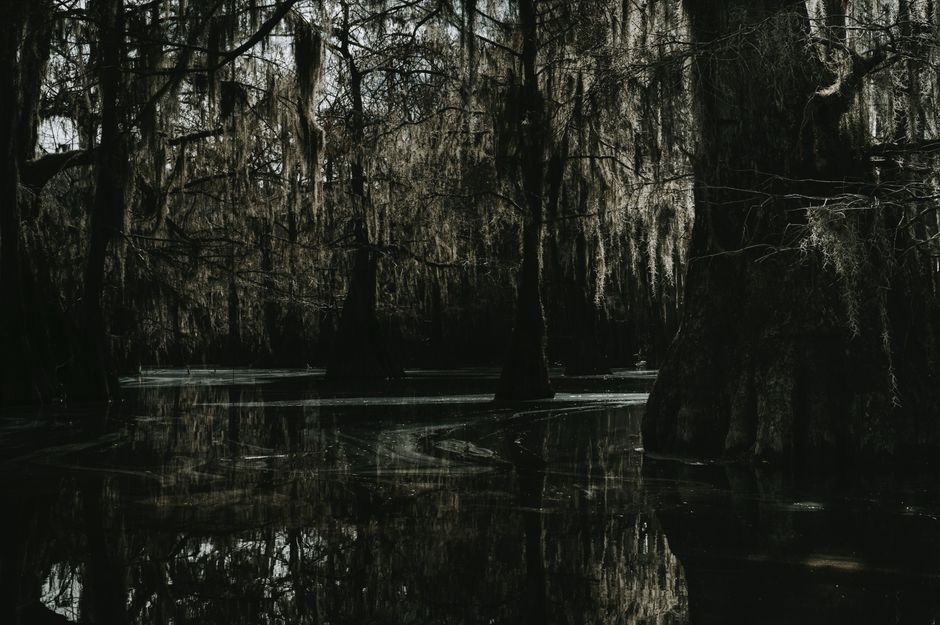 A mysterious swamp scene with cypress trees and Spanish moss creating a dark and eerie atmosphere.