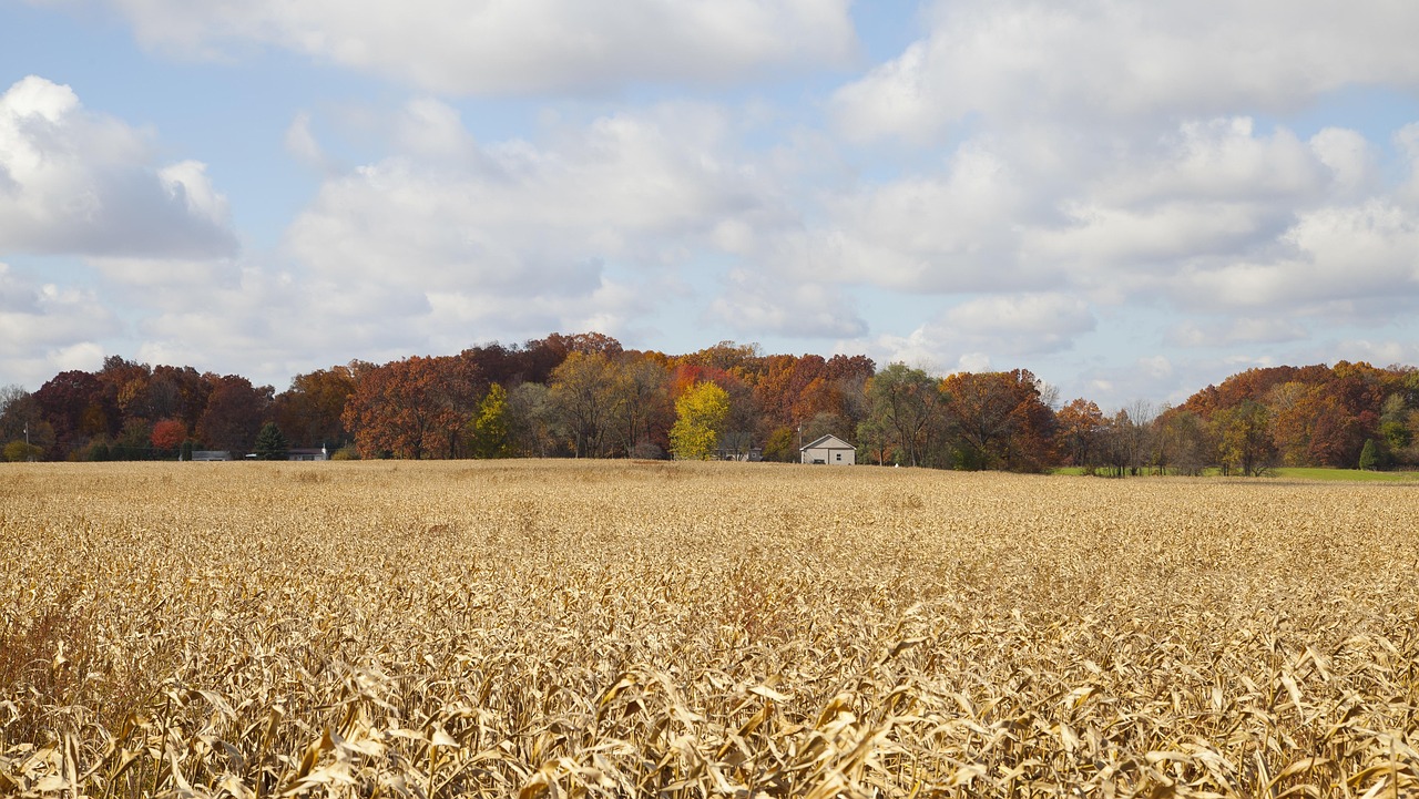 Indiana, nature, farm, forest, trees, woods, seasons, autumn, fall, rural, countryside, landscape, sky, clouds, corn, field, beautiful, tranquil, rustic