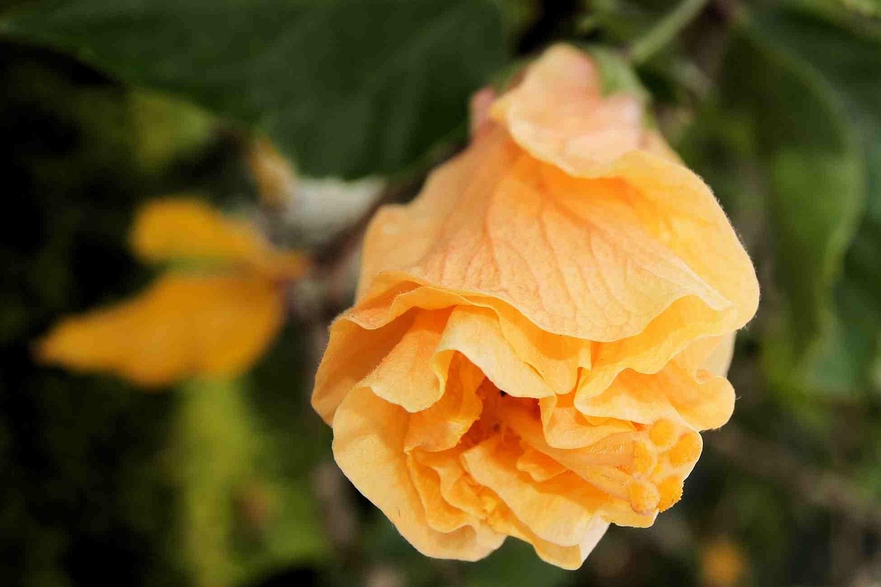 Hibiscus, flower, garden, floral, tropical, nature, flower wallpaper, plant, beautiful flowers, blossom, exotic, summer, petal, bloom, flower background, hawaii, natural, hawaiian, aloha, United State
