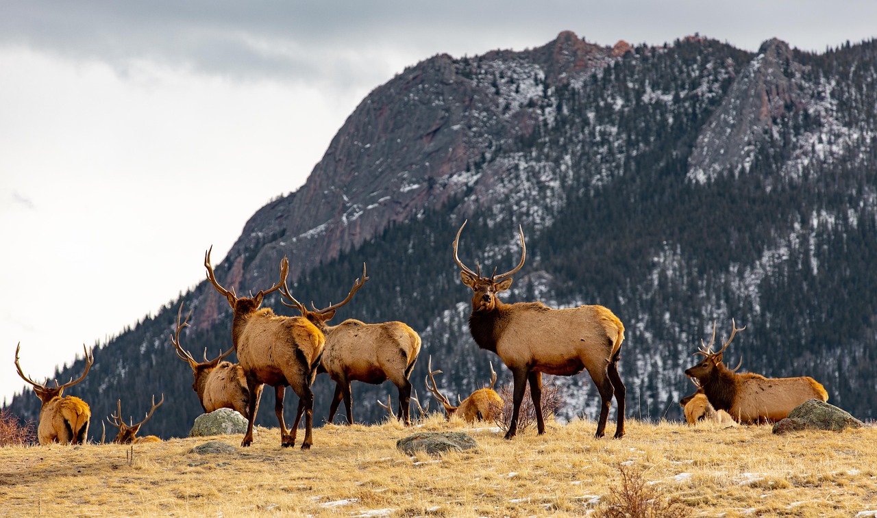 Elks, antlers, nature, wildlife, animal, stag, mammals, colorado, wilderness, forest, wild, landscape, wildlife, wildlife, wildlife, wildlife, wildlife, animal, colorado, colorado