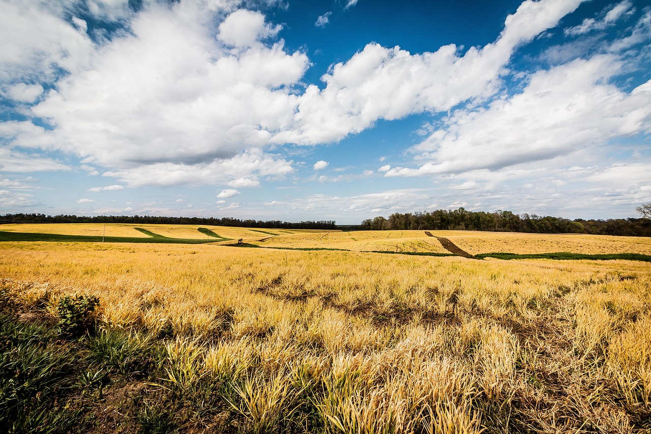 Field, open, yellow, nature, natural, landscape, colorful, sky, rural, peaceful, ohio