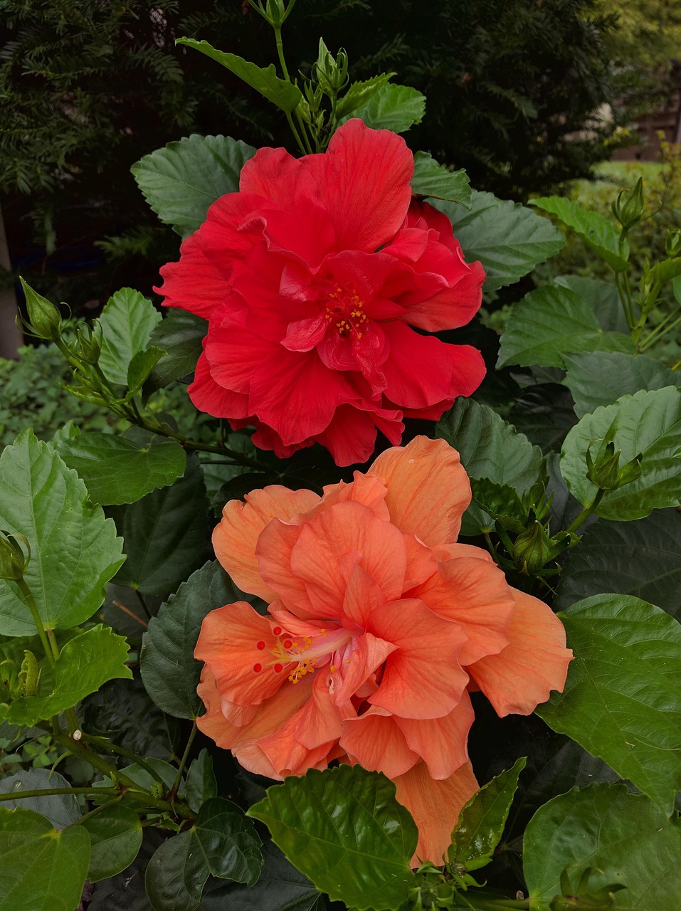 Leaf, nature, flora, flower, garden, flower wallpaper, flower background, beautiful flowers, double hibiscus, United States, Kansas, Lenexa