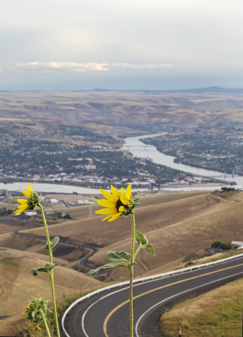 Yellow flowers, lewiston idaho, clarkston washington, lewiston hill, snake river, clearwater river, confluence, spiral highway, idaho, washington, usa, america, landscape, northwest, lewiston idaho, l
