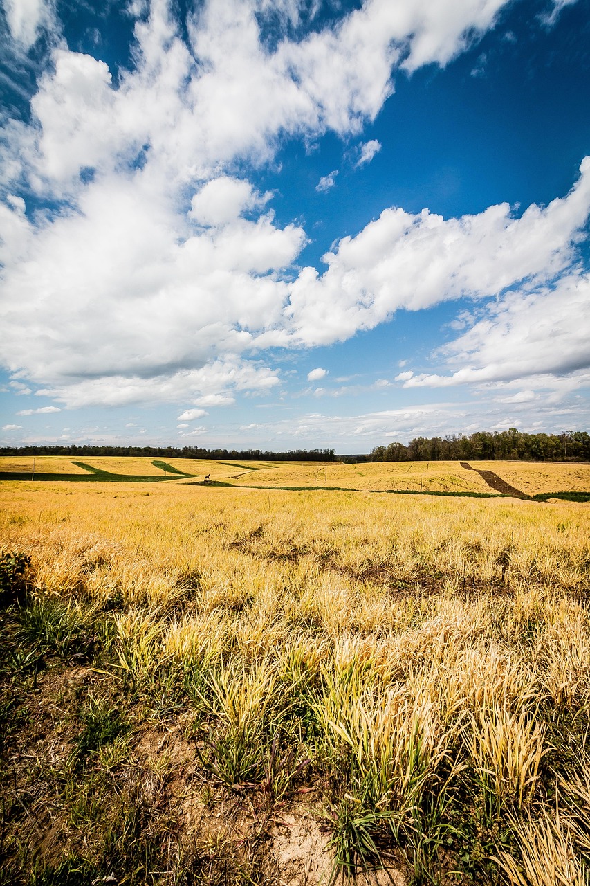 Field, open, yellow, natural, nature, landscape, colorful, sky, rural, peaceful, ohio
