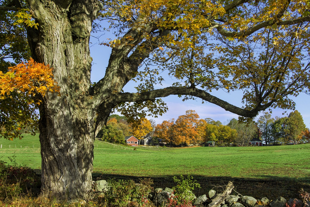 Fall, autumn, colors, nature, barn, farm, tree, foliage, leaves, colorful, leaf, landscape, cabin, america, usa, southborough, massachusetts