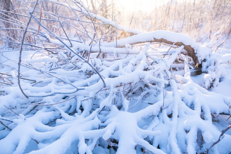 Close-up of a fallen tree covered in snow amidst a serene winter landscape.