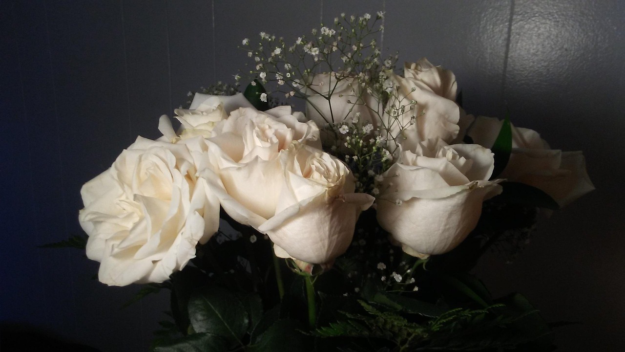 Love, white, beautiful flowers, flower background, flower wallpaper, nature, flowers, United States, Manchester, New Hampshire