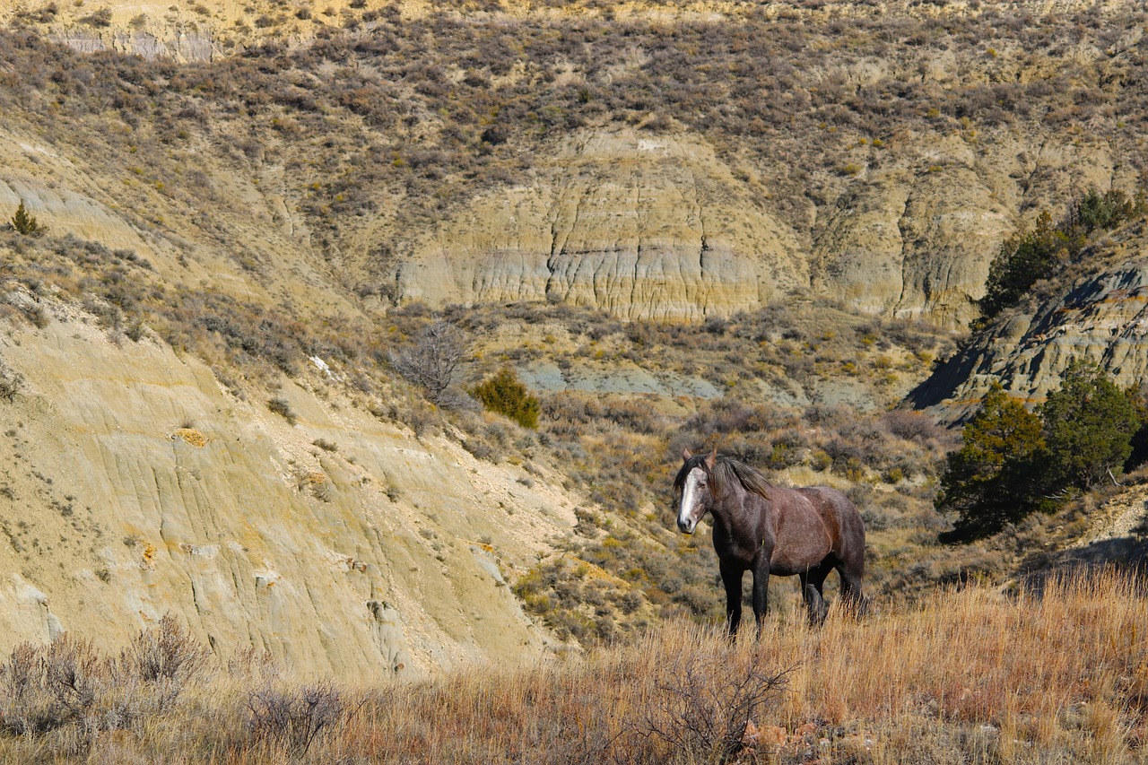 Stallion, wild horse, mustang, north dakota, theodore roosevelt national park, nature, animal, horses, america, badlands, natural, north dakota, north dakota, north dakota, north dakota, north dakota