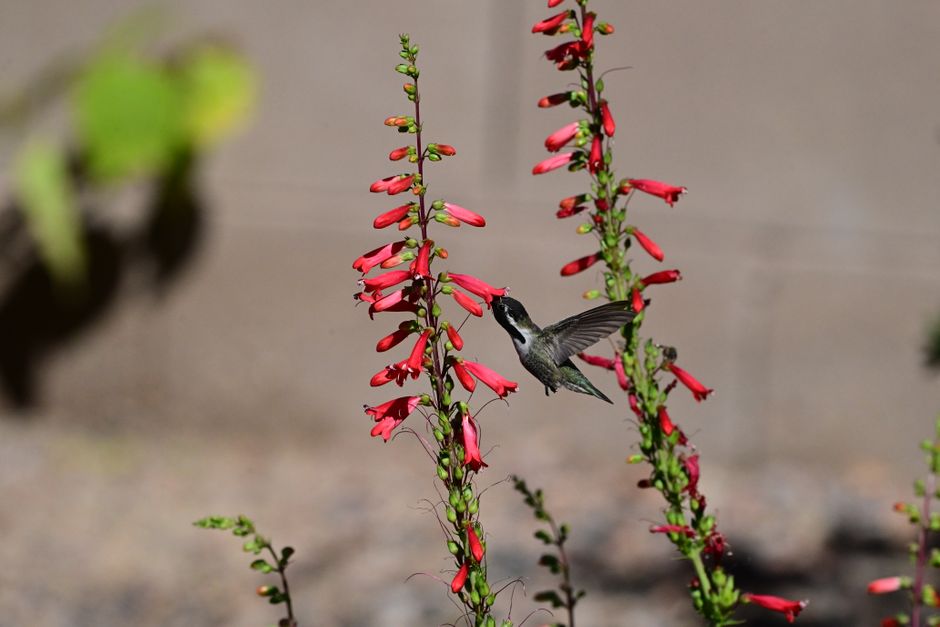 A hummingbird gracefully feeds from vibrant red flowers in Marana, Arizona.