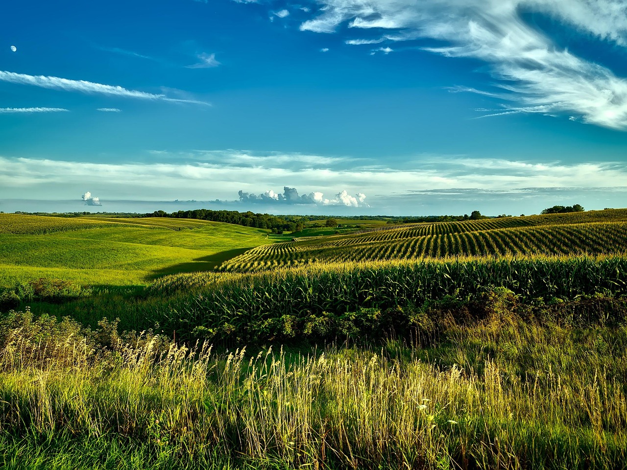 Iowa, farm, country, rural, corn, grain, crop, fields, agriculture, sky, clouds, landscape, scenic, summer, nature, outdoors, vista, picturesque, hdr, iowa, iowa, iowa, iowa, iowa
