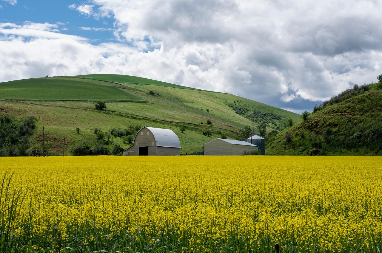 Agriculture, farming, canola, rapeseed, landscape, field, barn, countryside, idaho, usa, scenery, idaho, idaho, idaho, idaho, idaho