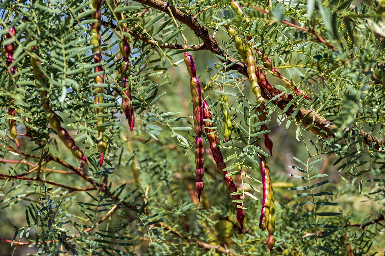 Mesquite, tree, pods, desert, texas, leaves, branch, plant, botany, flora, purple, green, beautiful, dry, nature, arid