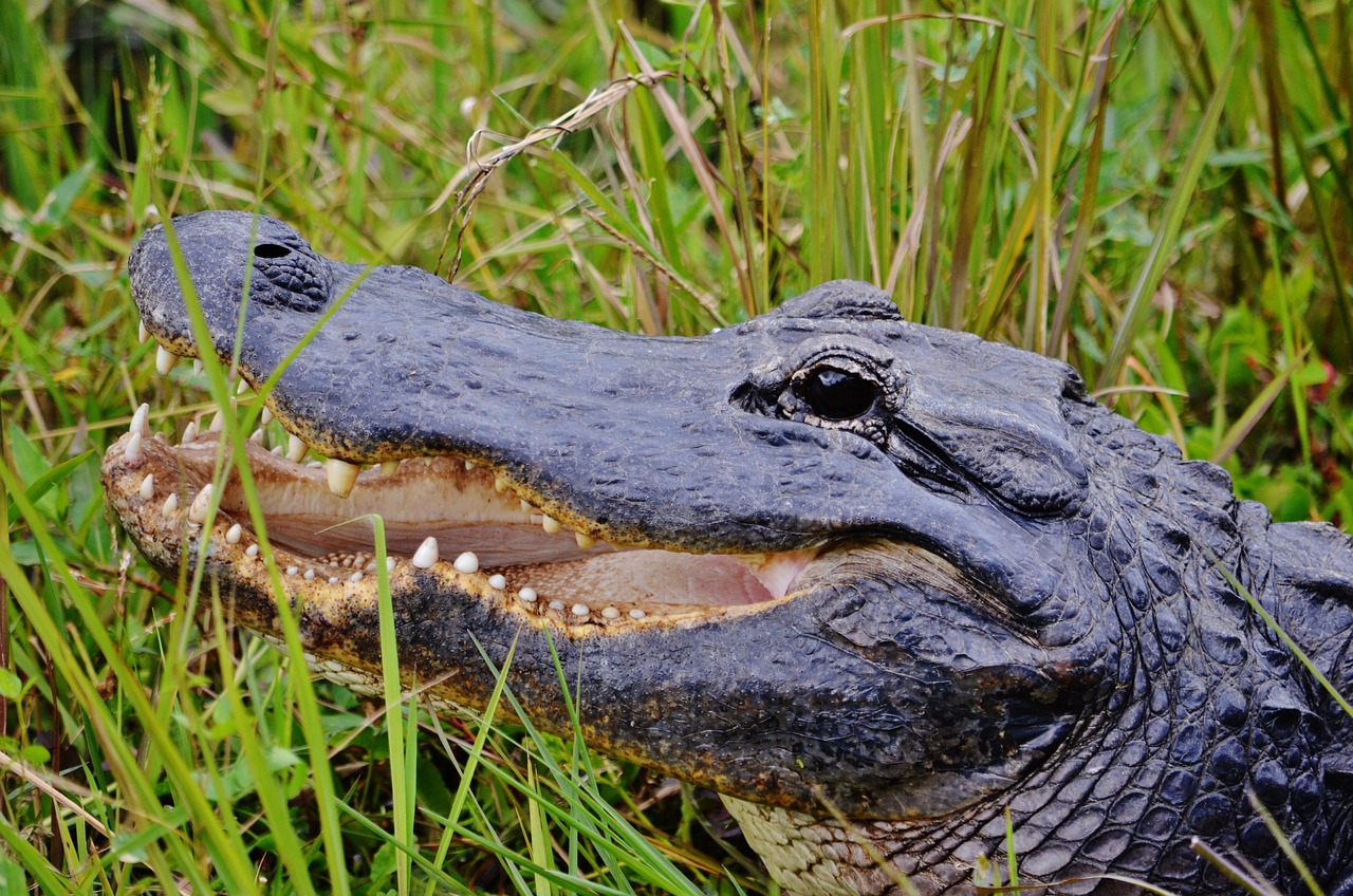 Alligator, everglades np, florida, usa, landscape, miami, america, nature, travel, wildlife, alligator, alligator, florida, florida, miami, miami, miami, miami, miami