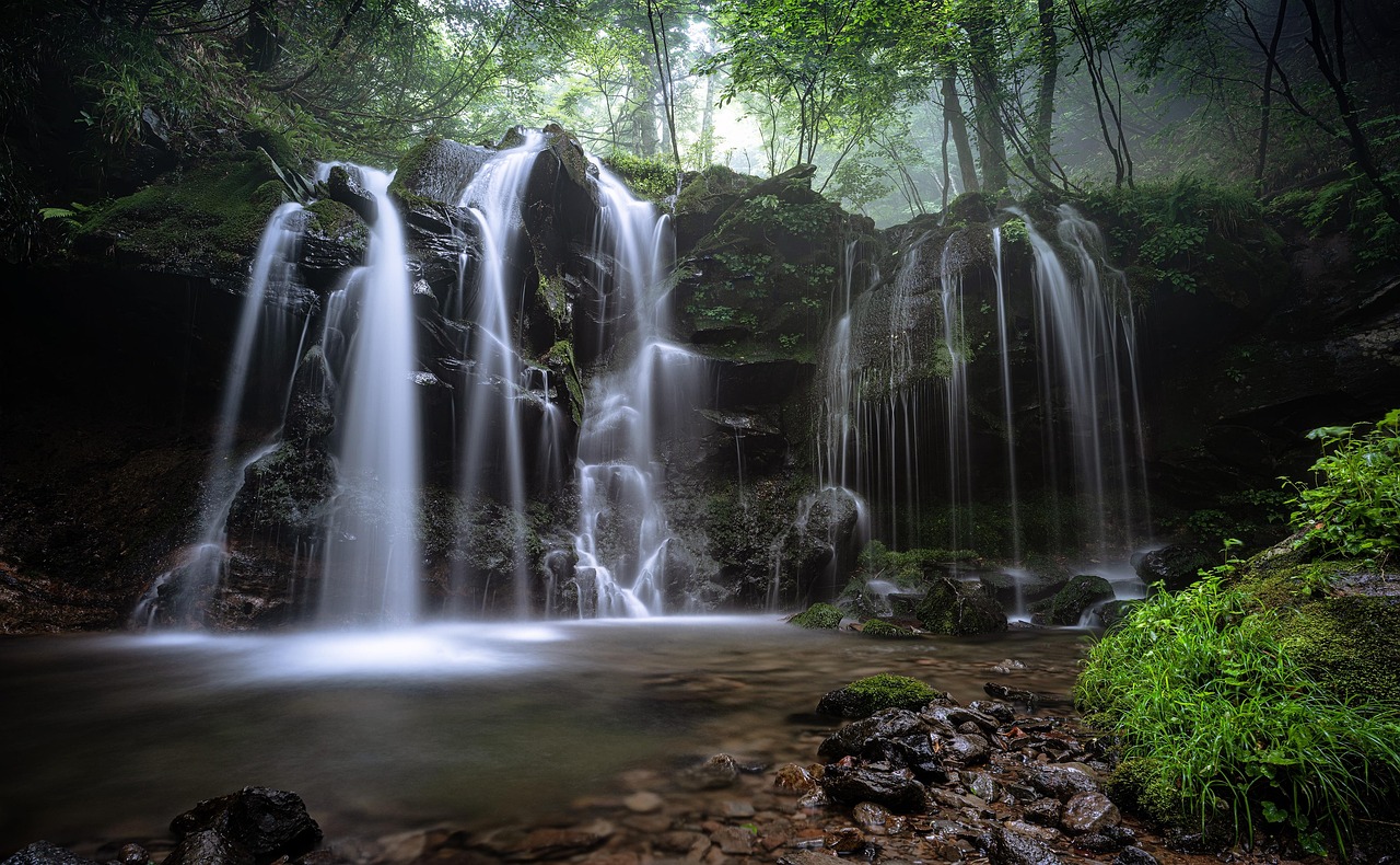 Landscape, a small waterfall, natural, beech forest, fog, plant, nature, water flow, moss, rock, hyogo prefecture, japan