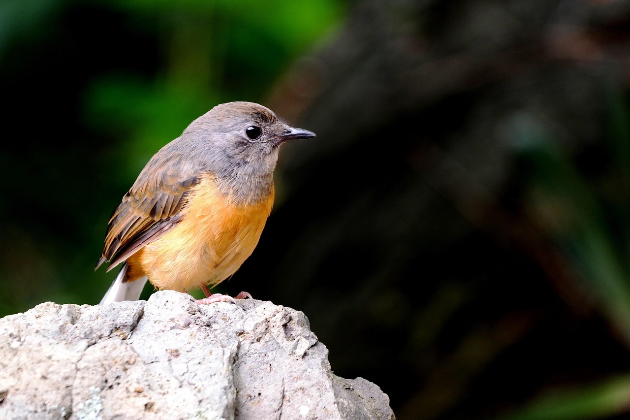 Bird, oahu, island, nature, hawaii, paradise, landscape, orange, close
