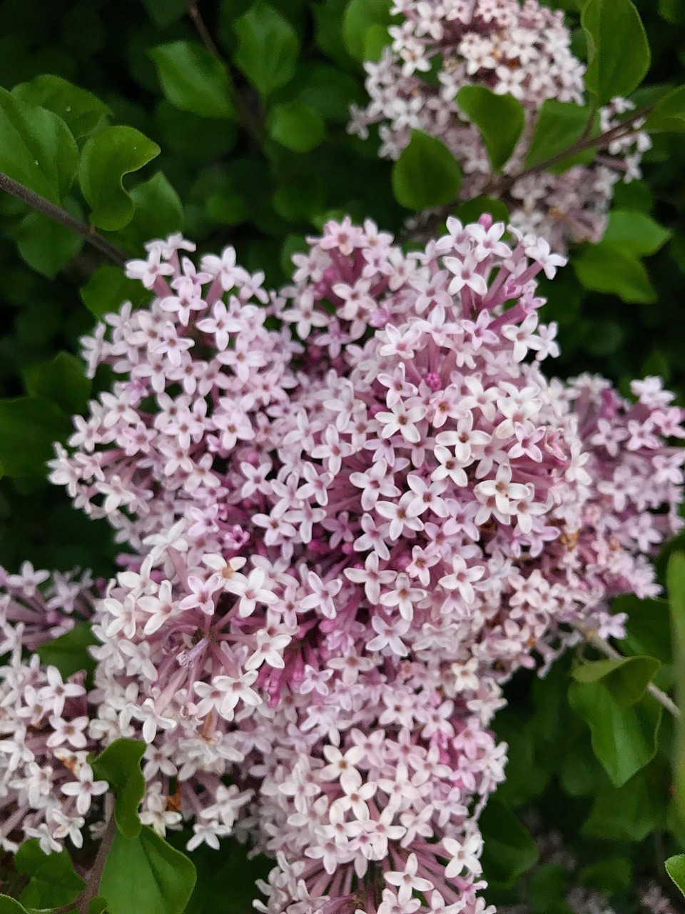 Lilacs, spring, flower wallpaper, beautiful flowers, flowers, nature, lilac, garden, flower background, blossom, fragrant, purple, United States, Minnetonka, Minnesota