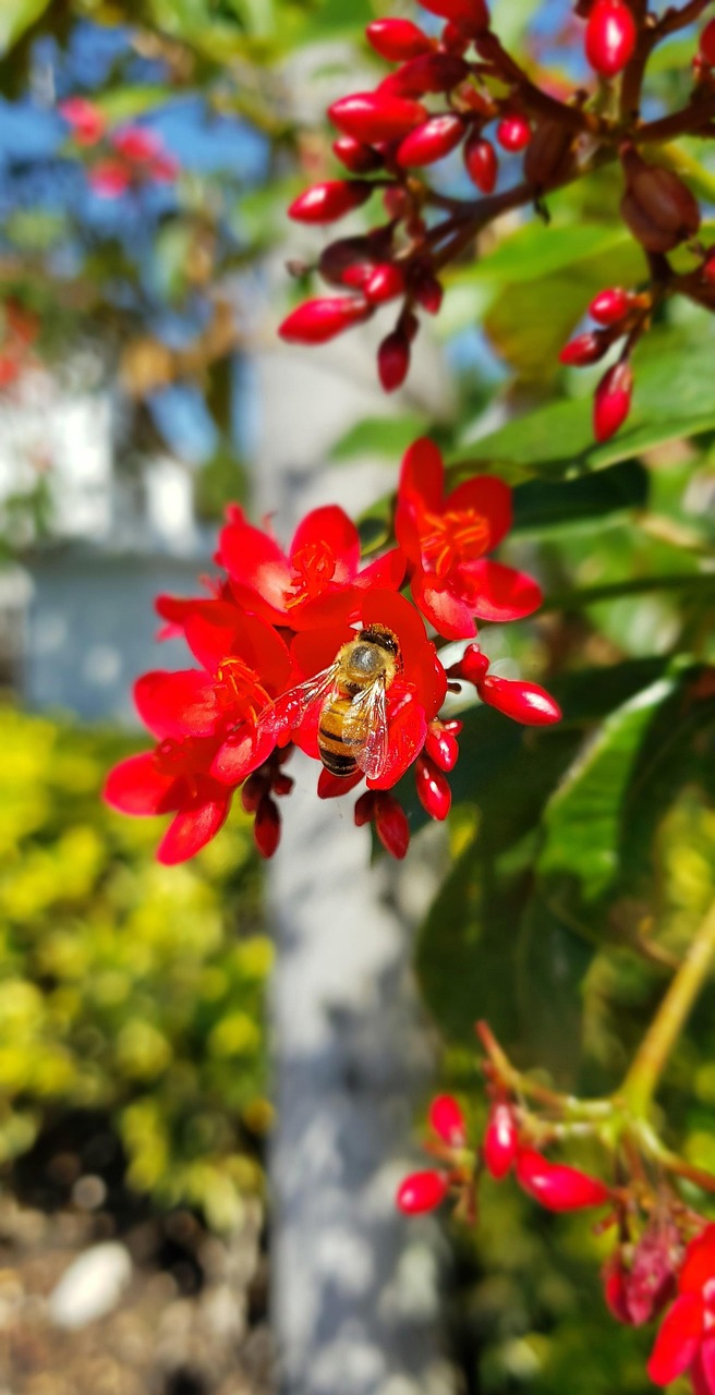 Flowers, plants, flower wallpaper, flora, flower background, bee, insect, entomology, pollination, nectar, beautiful flowers, honey, tropical, nature, United States, Florida, Miramar