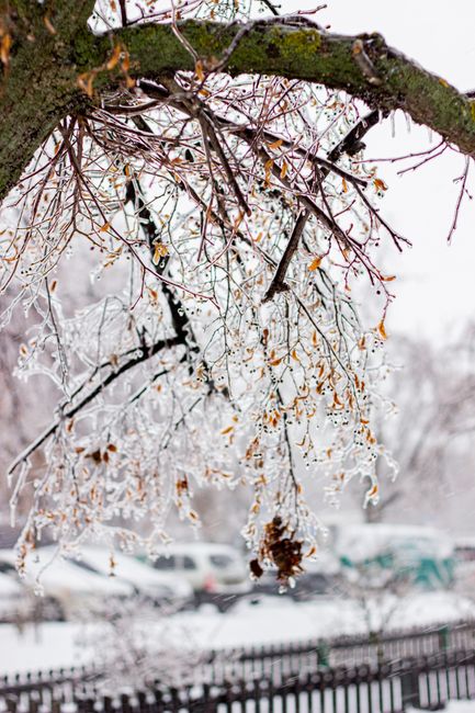 Snow-covered branches with ice create a winter wonderland scene, capturing nature's intricate beauty.