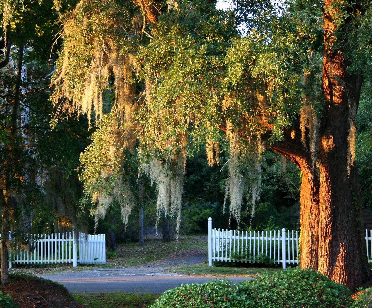 Spanish moss, live oak, picket fence, south carolina, tree, organic, agriculture, outdoors, environment, trunk, leaves, branches, nature, spanish moss, south carolina, south carolina, south carolina,