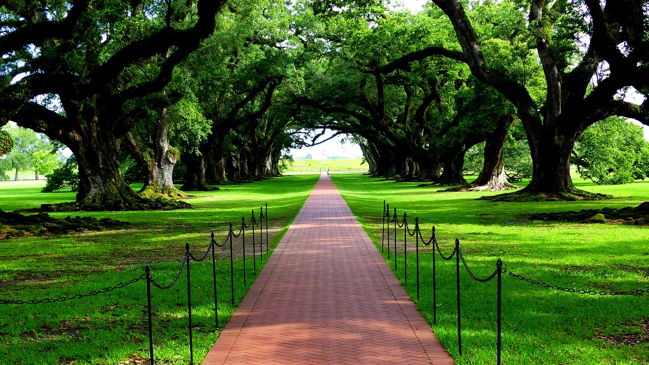 Nature, trees, green, louisiana, plantation, oak alley, environment, drink, landscape, beautiful, louisiana, louisiana, louisiana, louisiana, louisiana, oak alley, oak alley, oak alley