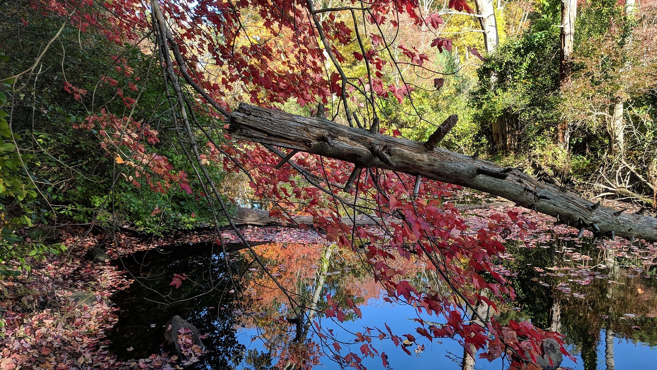 Autumn, pond, reflection, water, leaves, lake, october, yellow, red, season, fall, foliage, river, nature, landscape, United States, Acton, Massachusetts