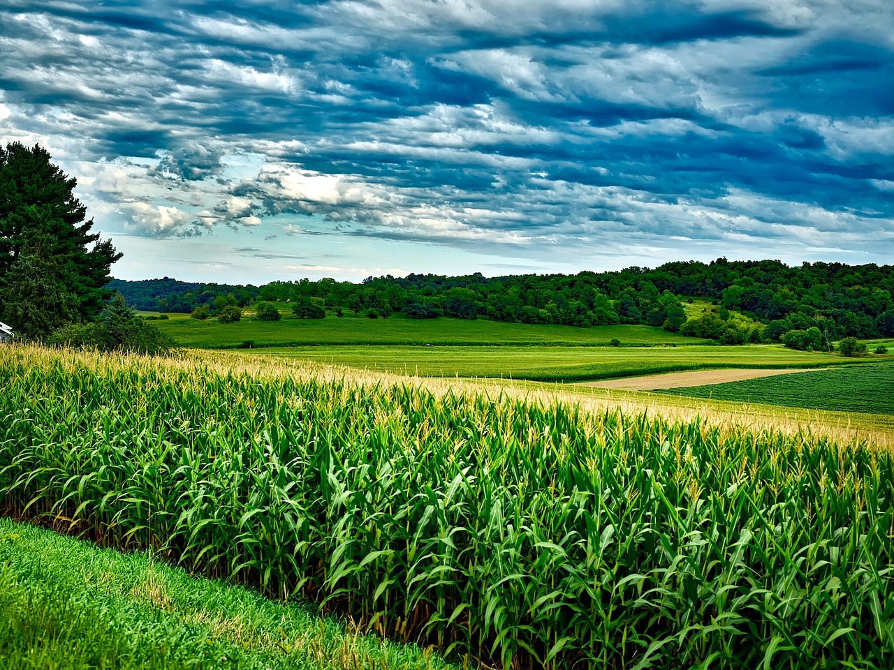 Wisconsin, corn, soybeans, landscape, sky, clouds, agriculture, farm, country, rural, nature, outdoors, summer, maize, fields, green sky, green landscape, green clouds, green summer, green farm, green