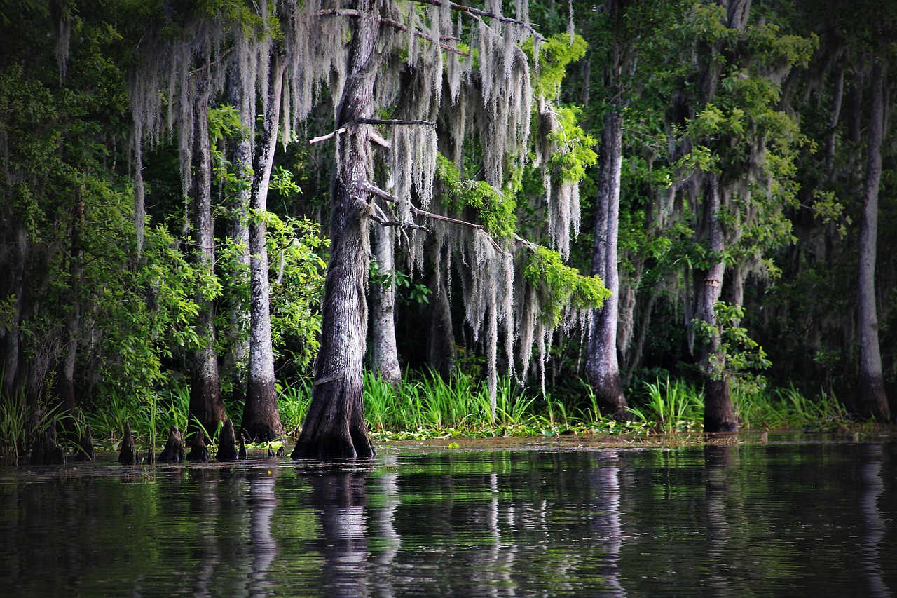 Swamp, bayou, louisiana, moss, cypress, nature, landscape, tree, trees, water, river, green river, bayou, bayou, bayou, bayou, bayou