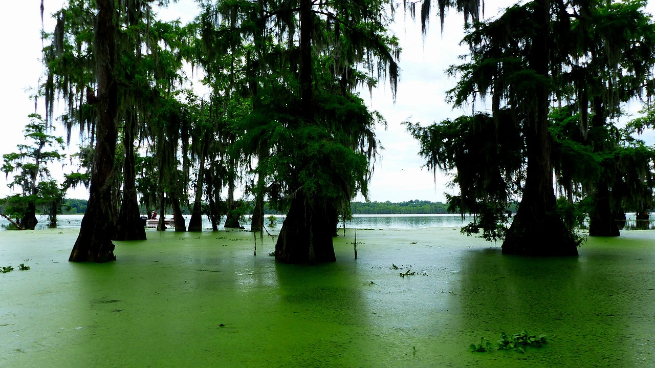 Nature, bayou, louisiana, america, marsh, savage, the water, morning, mousse, plants, cypress, trees, landscape, bayou, bayou, bayou, bayou, bayou, louisiana, louisiana