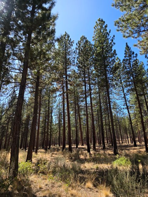 Capture the tranquility of tall pine trees under a clear blue sky in Bend, Oregon.