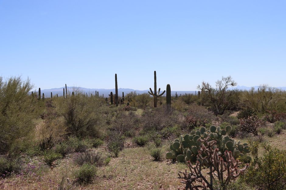 Expansive desert landscape featuring iconic saguaro cacti under a clear blue sky in Tucson, Arizona.