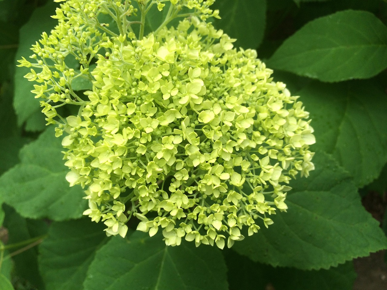 Garden, green, nature, hydrangea, United States, Overland Park, Kansas