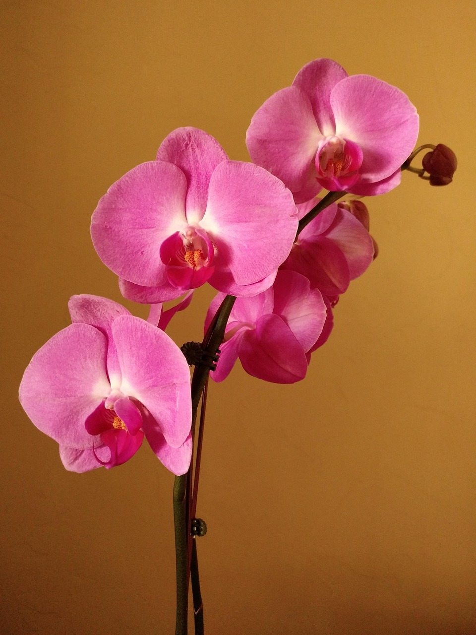 Pink, flower background, orchid, flower wallpaper, nature, flower, beautiful flowers, bloom, United States, Oklahoma, Owasso
