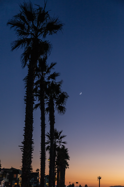 Silhouetted palm trees against a crescent moon at twilight in Oxnard, California, offering a peaceful scene.