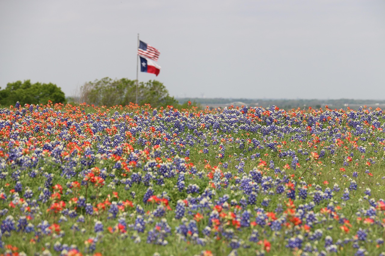 Flags, texas flag, nature, us flag, american flag, field of flowers, wildflowers, spring, springtime, patriotic, bluebonnets, indian paintbrush, landscape