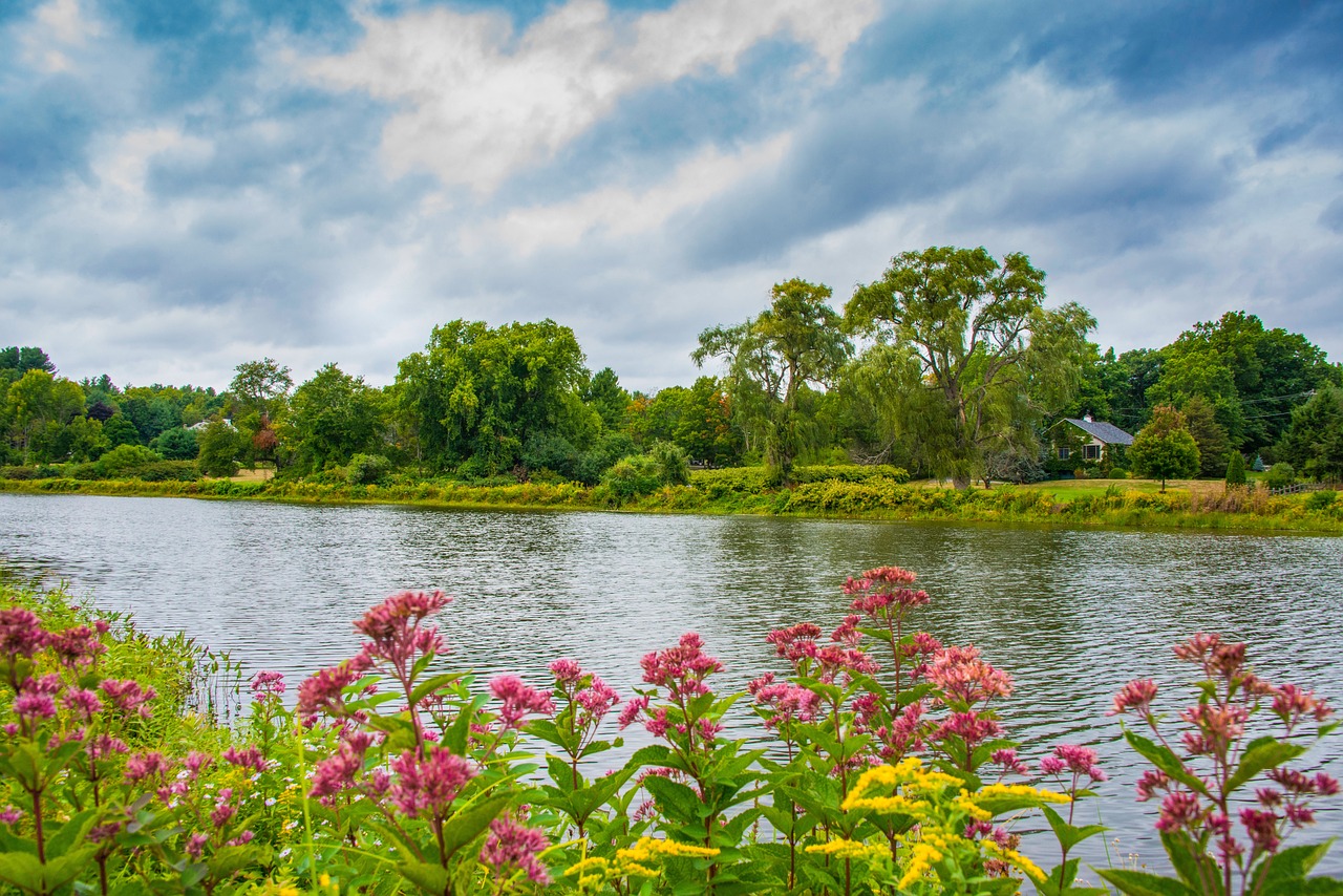 Summer, landscape, flowers, beautiful flowers, nature, sunset, sky, field, clouds, flower background, forest, travel, tree, grass, green, water, meadow, lake, dawn, evening, scenic, southborough, mass
