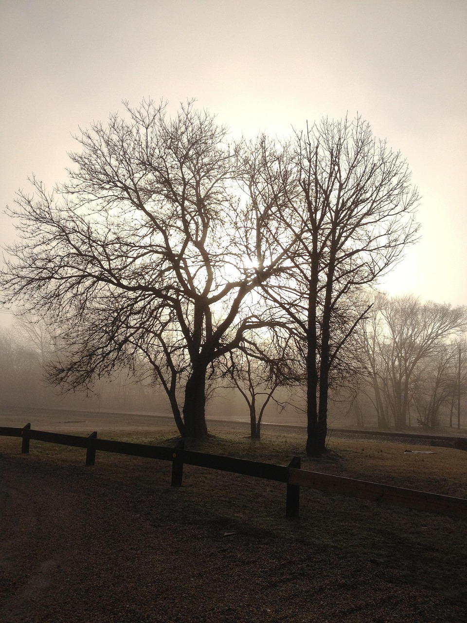 Foggy, trees, fog, landscape, mist, misty, tree, organic, agriculture, outdoors, environment, trunk, leaves, branches, nature, United States, Virginia, Petersburg