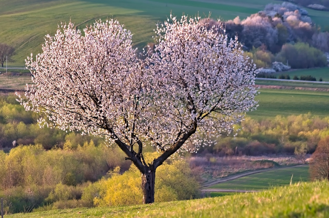 A tree, flower wallpaper, nature, heart, cherry, flowers, flower background, beautiful flowers, silhouette