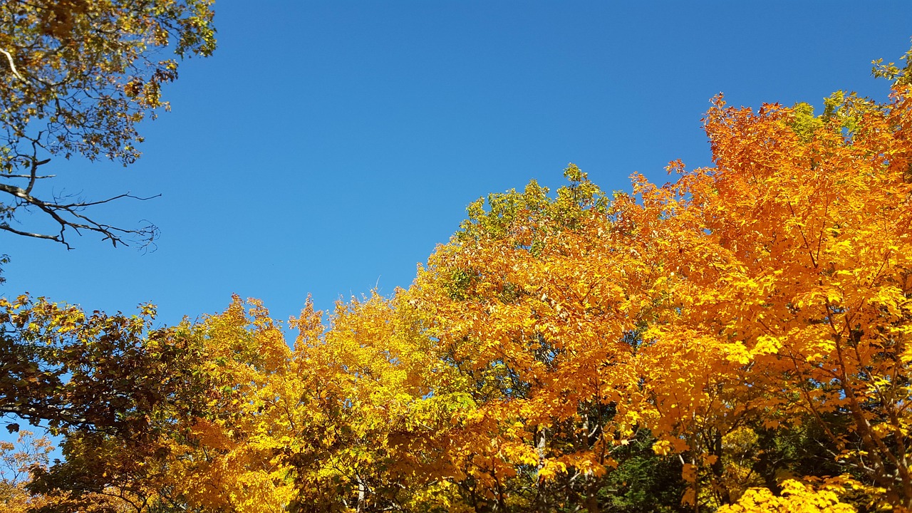 Autumn, michigan, copper harbor, fall, scenic, landscape, foliage, nature, color, sky, october