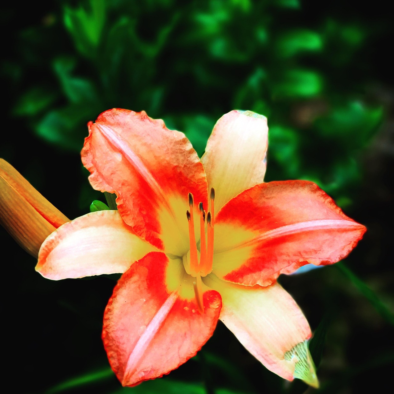 Flower, lily, orange, nature, flower background, natural, blooming, flower wallpaper, beautiful flowers, lilly, elegance, United States, Alabama, Prattville