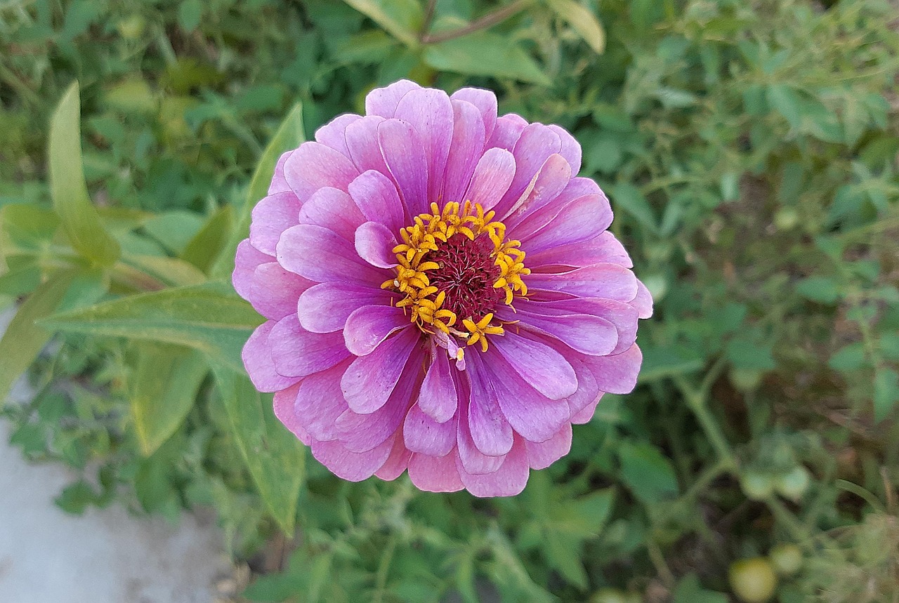 Purple flower, purple, summer flower, United States, Rancho Cucamonga, California